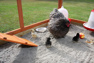 Høns i haven - havehøns