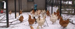 Pasning af høns om vinteren